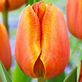 5x Tulipe Orange Bulbes Fleurs à planter Bulbes Tulipes exterieur Tulipe en Bulbe Orange