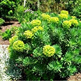 6 x Euphorbia Characias - Euphorbe des vallons - Godet 9x9cm