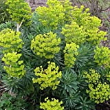 6 x Euphorbia Characias 'Forescate' - Euphorbe des vallons - Godet 9x9cm