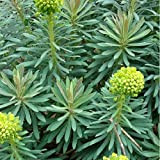 6 x Euphorbia Characias 'Wulfenii' - Euphorbe des vallons - Godet 9x9cm
