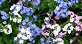 60+ Bleu Blanc et Mix Rose Forget-Me-Not Myosotis/Graines de fleurs vivaces