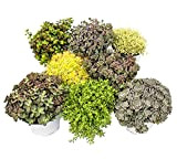8 plantes Hardy Sedum - orpin - jeu de couleurs varié 10,5cm pot