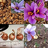 8pcs Bulbes De Safran Crocus Sativus Graines De Fleurs Faciles à Cultiver Maison Jardin Plante Plante Jardin Graines