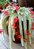 Aamish 10 graines succulentes de cactus de queue de singe