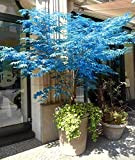 Aamish 10pcs graines de plantes de bonsaï d'arbre d'érable bleu fantôme japonais