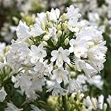 Aamish 20pcs graines de fleurs d'agapanthe blanches