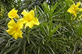 Aamish 5pcs Thevetia neriifolia graines de fleurs de laurier-rose jaune