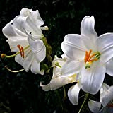 Aamish graines de fleurs de lys blanc