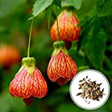 Abutilon pictum Graines, 100pcs / Sac abutilon pictum Graines Vibrant Bells forme de fleur non hybride naturel Graines de fleurs ...