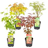 Acer palmatum 'Butterfly', 'Atropurpureum', 'Going Green', 'Orange Dream' par 4 pièces - Plante d'extérieur dans le pot de culture ⌀10,5 ...