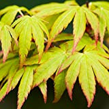 Acer palmatum"Sango Kaku" | Érable du Japon Plante de jardin à feuilles caduques Arbuste en pot