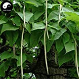 Acheter Ovate Catalpa arbre Graines de la plante Chine Catalpa arbre pour le chinois Zi Shu