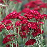 Achillea Millefolium 'Red Velvet' - Achillée millefeuille 'Red Velvet' Godet 9x9cm
