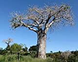 Adansonia digitata - Baobab - Tropical Plant Rare Tree & Graines Bonsai (5)