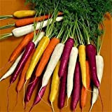 Adolenb Jardin-50pcs / sac multicolore Graines carotte Heirloom bio Graines Légumes Fruits ginseng carotte Graines Plante en pot pour jardin ...