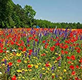 Adolenb Seeds House- Mélange de fleurs vivaces 'Mix' Papillons et abeilles '- Pré de fleurs, Graines de fleurs sauvages rares ...