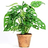 Adorable Monstera obliqua Monstera Monkey Leaf Plante verte d'intérieur Dépolluante 20-30 cm