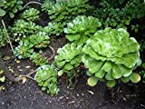 Aeonium undulatum ~ Stalked Aeonium ~ Superbe Evergreen Succulent ~ 10 Graines rares ~