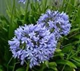 Agapanthes praecox Nain Bleu | 10_Seeds