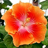 AGROBITS 10 Rare Jaune Orange Hibiscus Graines Plante vivace Fleur Jardin Exotique Graine