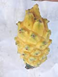 AGROBITS Jaune: 10X / Sac Graines Pitaya Pitaya Graines Fragrant Cactus Rare Gut Exotique