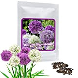 AIL D'ORNEMENT (Allium giganteum) Mélange - violet et blanc - 2 x 30 graines/pack - Résistant au froid d'hiver