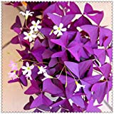 Alasines Bulbes d'oxalis triangularis bulbes de plantes variétés de feuilles violettes mystérieuses et charmantes décoration de jardin décoration de maison ...