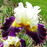 Alasines Rhizome d'iris,Résistant au froid et à la sécheresse,Cadeau magique,Facile à cultiver en quatre saisons,Tubercule d'iris,Fleurs précieuses et magnifiques,Fleurs étonnantes-3 ...