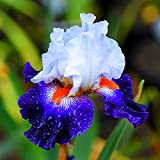 Alasines Rhizome d'iris,Résistant au froid et à la sécheresse,Facile à cultiver en quatre saisons,Tubercule d'iris,Fleurs précieuses et magnifiques,Fleurs étonnantes,Cadeau magique-3 ...