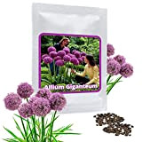 Allium giganteum 30 Graines - Ail d'ornement géant - violette - Belle Graines de fleurs