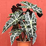 Alocasia Polly d’intérieur en pot 30-40 cm Vente de Plantes tendance Plante Oreille d’éléphant