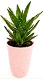 Aloe Vera Ferox en pot en céramique rose antique, plante véritable