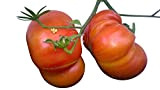 Ananas Tomate - TOMATE BEEFSTEAK - ANANAS 10 graines (Très rare et délicieux)