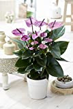 Anthurium Violet Plante tropicale Fleur Flamant rose Plante pour la Maison – En pot céramique 13 cm
