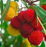 Arbousier, Arbutus unedo Fruit exotique rare floraison madroño Graine 15 graines