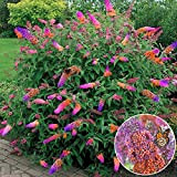 Arbre à papillons 'Flower Power' Arbuste Buddleia sain couleurs mixtes en pot 17 cm