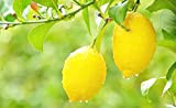 Arbre fruitier de citron organique jaune 20 graines pour planter intérieur/extérieur