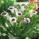 Arum 50pcs - Zantedeschia graines de fleurs aethiopica (Non Bulbes) Plum