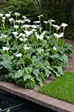 Arum Blanc | Zantedeschia 'Aethiopica' - Plante d'étang et pot de pépinière ⌀9 cm - ↕15 cm