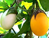 Aubergine - D'OR - 40 OEUFS SEEDS - BLANC A JAUNE - Solanum Melongena
