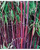Bambou à cannes rouges Fargesia Asian Wonder - Non traçant - En pot de 1,5L - Hauteur livrée 40cm - ...