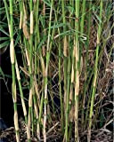 Bambou Fargesia Robusta Campbell - En pot de 2L - Hauteur livrée 40cm - Willemse