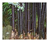 Bambusa lako - bambou noir de Timor - 10 graines