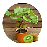 bateau gratuit Thaïlande Mini Kiwi 1seeds (40 graines) Plantes Bonsai, Kiwi délicieux petits arbres fruitiers semences