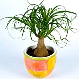 Beaucarnea Recurvata 40-50 cm en Pot Plante d'intérieur Vigoureuse pour la Maison ou le Bureau