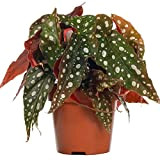 Begonia Maculé Tamaya | Plante d’Intérieur pour Maison ou bureau
