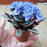 Belle plante Bonsai graines de fleurs, mini ciel bleu graines de violettes africaines - 30 graines