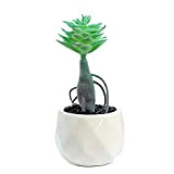 Benoon Fausse plante succulente en pot facile d'entretien en PVC Assortiment de petites plantes succulentes Décoration pour la maison