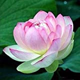 Benoon Graines 20 Pcs/Sac Graines De Lotus Plantes à Fleurs Faciles à Planter Viable Intérieur Extérieur Semis Bonsaï Graines Pour ...