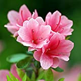 Benoon Graines 50pcs / Sac Graines De Rhododendron Plantation Facile à Croissance Rapide Arbuste à Feuilles Persistantes Fleur Rose Bonsaï ...